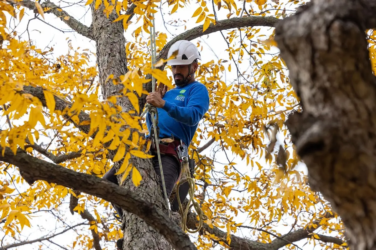Skilled Tree Planing crew working in Chichester