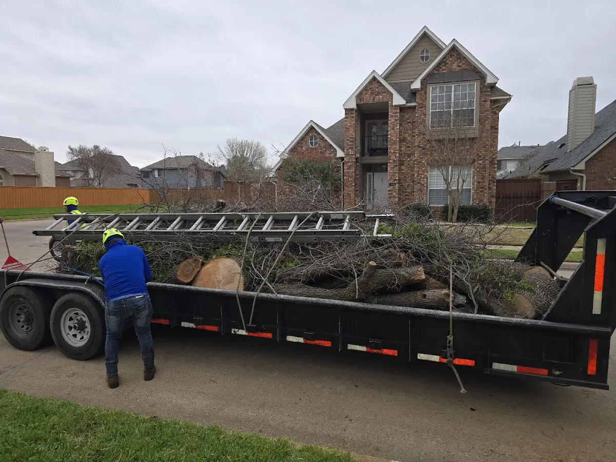 Expert Tree Removal with proper safety equipment in Chichester